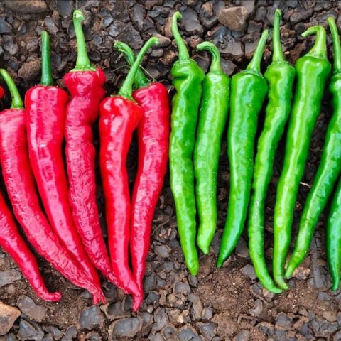 IMG-20241108-WA0023 IMG-20241108-WA0023