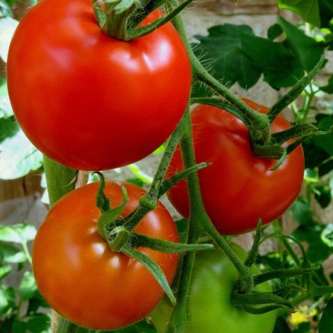 tomatoes, red, vegetables, healthy, vine tomatoes, ripe, tomato tree, tomato panicle, juicy, to ripen, maturity level, meal