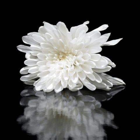 pexels-photo-1165045-1165045 A delicate white chrysanthemum flower with reflective black background, showcasing soft petals.